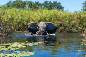 Wilderness Safaris in Okavango Delta, Botswana