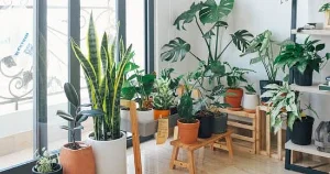 indoor plants to create a natural and inviting atmosphere